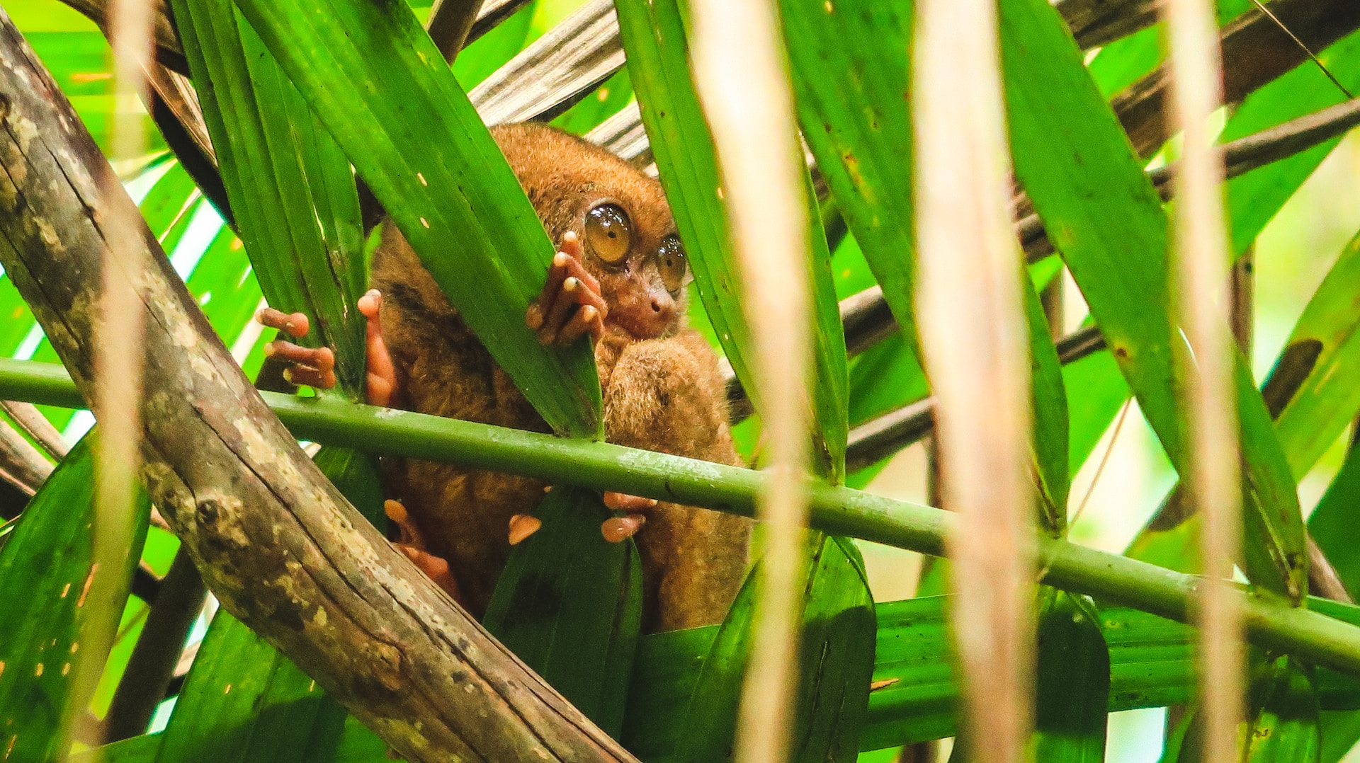 Tarsier